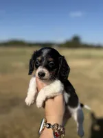 Fran, a female Miniature Dachshund for sale in Durant, OK – 2 of 8