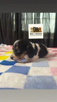 Fran, a female Miniature Dachshund for sale in Durant, OK – 7 of 8