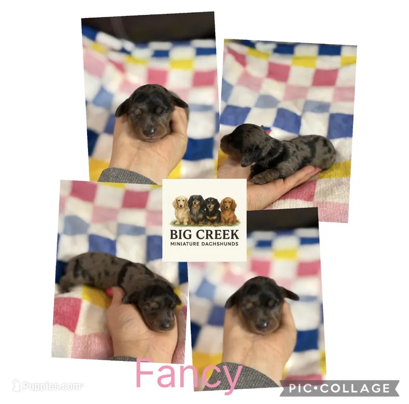 Fancy – Miniature Dachshund puppy for sale in Durant, OK
