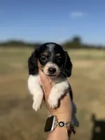 Fran, a female Miniature Dachshund for sale in Durant, OK – 4 of 8