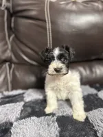Hank , a male Miniature Schnauzer for sale in Durant, OK – 1 of 1