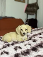 Georgia READ DESCRIPTION , a female Miniature Dachshund for sale in Durant, OK – 2 of 3