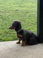 Louie , a male Miniature Dachshund for sale in Durant, OK – Photo 2 of 2