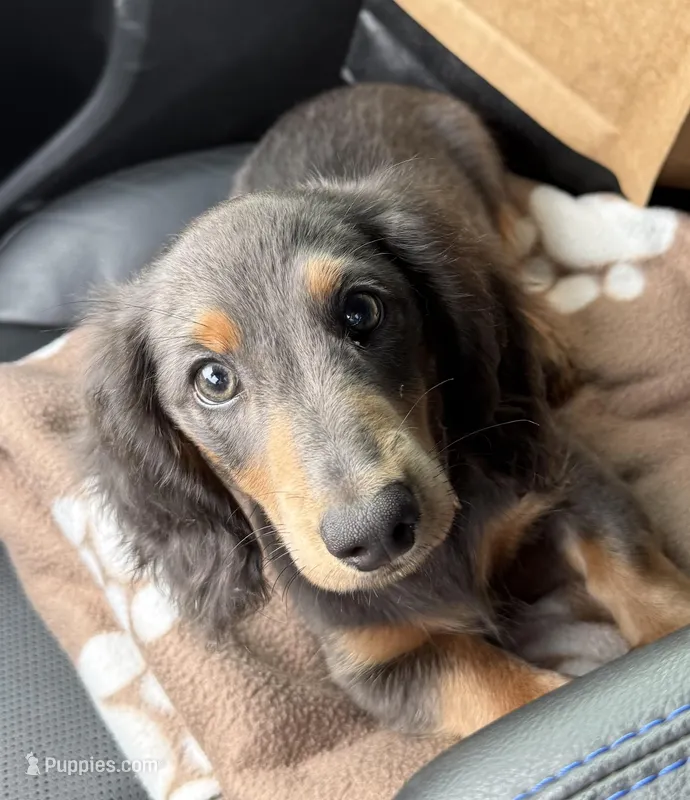 Louie  – Miniature Dachshund puppy for sale in Durant, OK