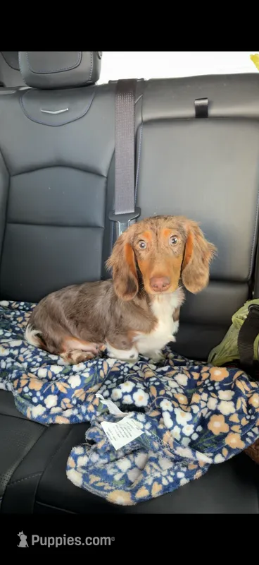 Huck – Miniature Dachshund puppy for sale in Durant, OK