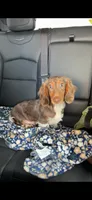 Huck, a male Miniature Dachshund for sale in Durant, OK – 1 of 1