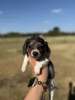 Fern, a female Miniature Dachshund for sale in Durant, OK – 4 of 7