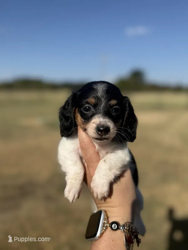Fran – Miniature Dachshund puppy for sale in Durant, OK