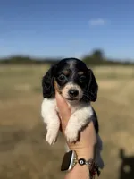 Fran, a female Miniature Dachshund for sale in Durant, OK – 1 of 8