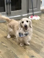 Oscar , a male Miniature Dachshund for sale in Durant, OK – 3 of 4