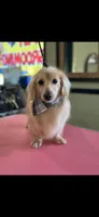 Oscar , a male Miniature Dachshund for sale in Durant, OK – 4 of 4