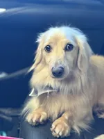 Oscar , a male Miniature Dachshund for sale in Durant, OK – 2 of 4