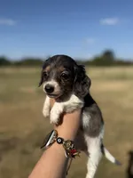 Fern, a female Miniature Dachshund for sale in Durant, OK – 3 of 7