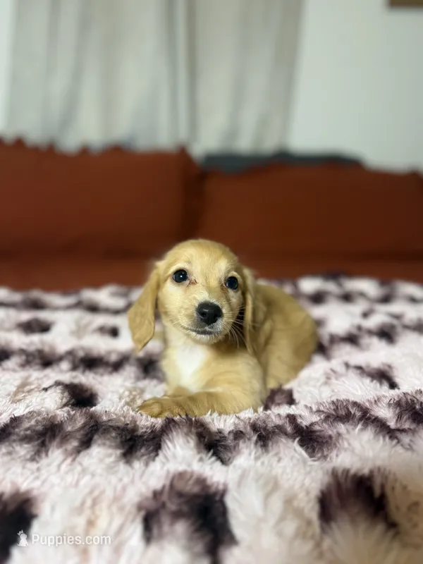 Ginger  – Miniature Dachshund puppy for sale in Durant, OK