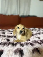 Ginger , a female Miniature Dachshund for sale in Durant, OK – 1 of 1
