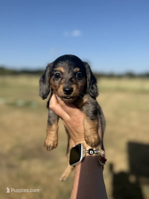 Fancy – Miniature Dachshund puppy for sale in Durant, OK