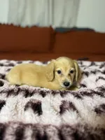 Gidget, a female Miniature Dachshund for sale in Durant, OK – 2 of 4