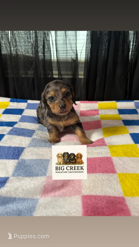 Frankie  – Miniature Dachshund puppy for sale in Durant, OK