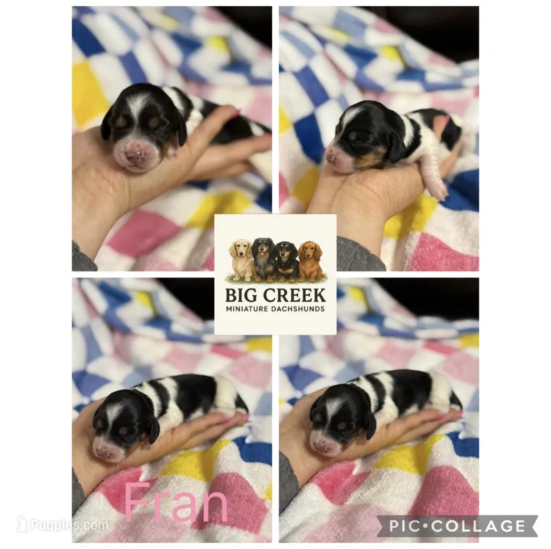 Fran – Miniature Dachshund puppy for sale in Durant, OK