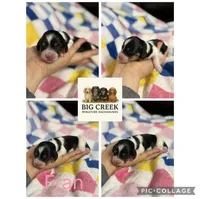 Fran, a female Miniature Dachshund for sale in Durant, OK – 1 of 1