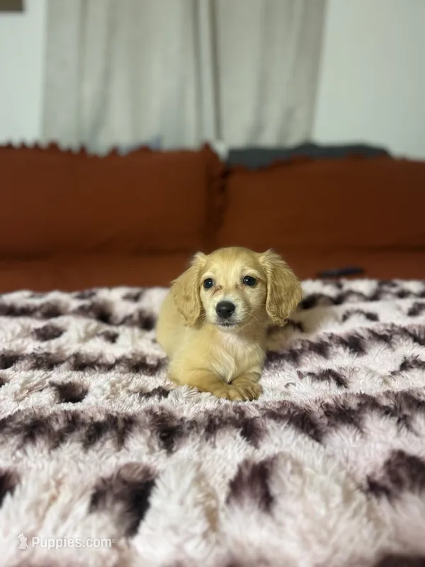 Gidget – Miniature Dachshund puppy for sale in Durant, OK