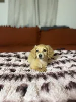 Gidget, a female Miniature Dachshund for sale in Durant, OK – 1 of 4