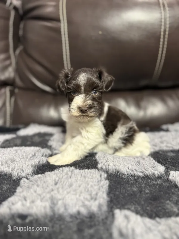 Henry  – Miniature Schnauzer puppy for sale in Durant, OK