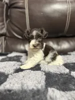 Henry , a male Miniature Schnauzer for sale in Durant, OK – 1 of 1