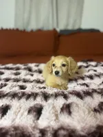 Gidget, a female Miniature Dachshund for sale in Durant, OK – 3 of 4