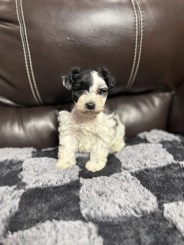 Hudson  – Miniature Schnauzer puppy for sale in Durant, OK