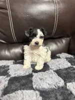 Hudson , a male Miniature Schnauzer for sale in Durant, OK – 1 of 1