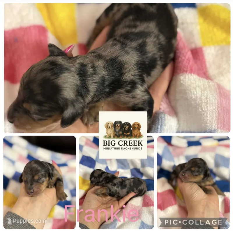 Frankie  – Miniature Dachshund puppy for sale in Durant, OK