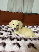 Goldie READ DESCRIPTION , a female Miniature Dachshund for sale in Durant, OK – 4 of 5