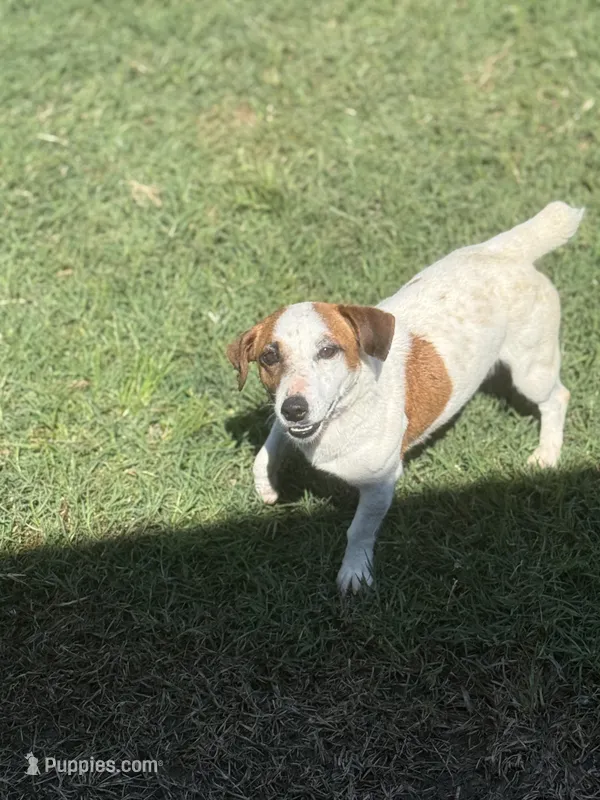 Thelma  – Jack Russell Terrier puppy for sale in Durant, OK
