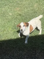 Thelma , a female Jack Russell Terrier for sale in Durant, OK – 1 of 1