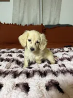 Goldie READ DESCRIPTION , a female Miniature Dachshund for sale in Durant, OK – 5 of 5