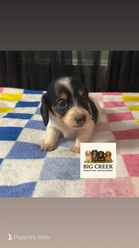 Fran – Miniature Dachshund puppy for sale in Durant, OK