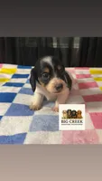 Fran, a female Miniature Dachshund for sale in Durant, OK – 6 of 8