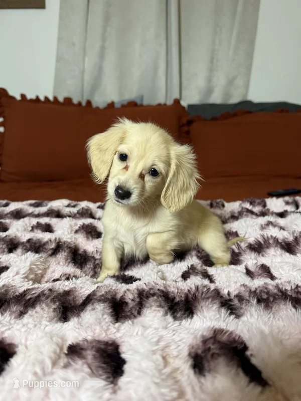 Goldie READ DESCRIPTION  – Miniature Dachshund puppy for sale in Durant, OK