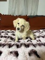 Goldie READ DESCRIPTION , a female Miniature Dachshund for sale in Durant, OK – 1 of 5