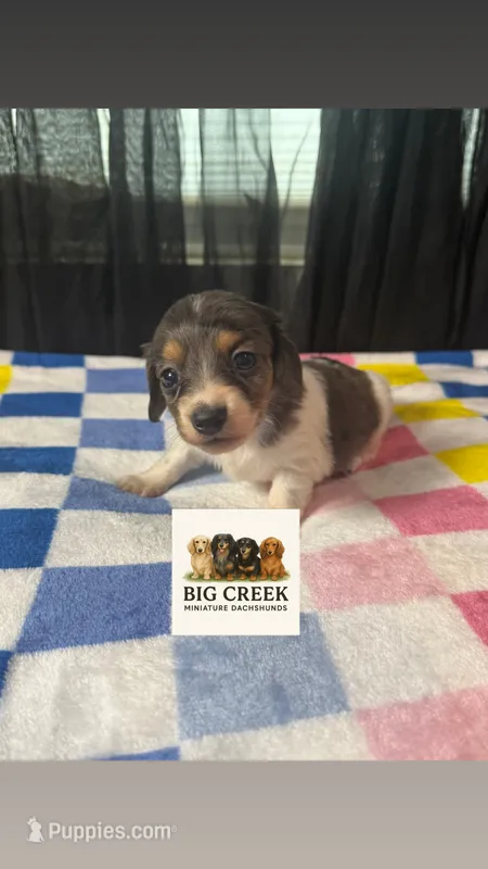 Fern – Miniature Dachshund puppy for sale in Durant, OK