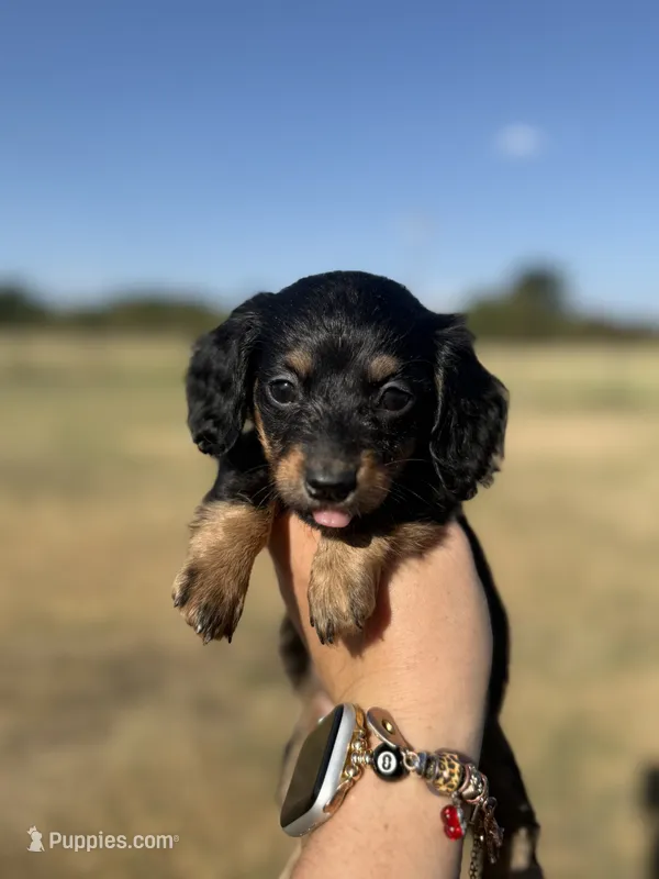 Franny – Miniature Dachshund puppy for sale in Durant, OK