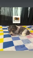 Fern, a female Miniature Dachshund for sale in Durant, OK – 6 of 7