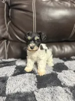 Harlow , a female Miniature Schnauzer for sale in Durant, OK – 1 of 1