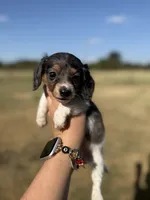 Fern, a female Miniature Dachshund for sale in Durant, OK – 2 of 7