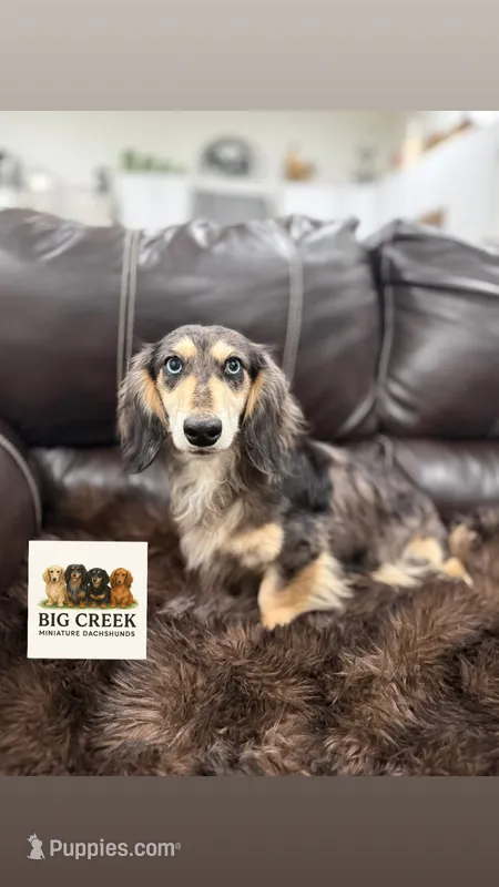 Boss – Miniature Dachshund puppy for sale in Durant, OK