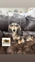 Boss, a male Miniature Dachshund for sale in Durant, OK – 1 of 1