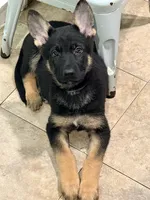 Purple Collar, a female German Shepherd Dog for sale in Brockton, MA – Photo 1 of 3