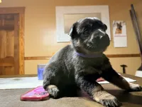 Purple Collar, a female German Shepherd Dog for sale in Brockton, MA – Photo 3 of 3