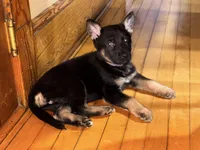 Purple Collar, a female German Shepherd Dog for sale in Brockton, MA – Photo 2 of 3